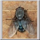 Calliphora vicina - Schmeissfliege 01.jpg